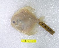 藏品(銀鯧)的圖片